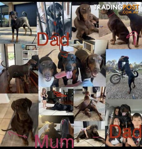 Pedigree European Dobermann Puppies