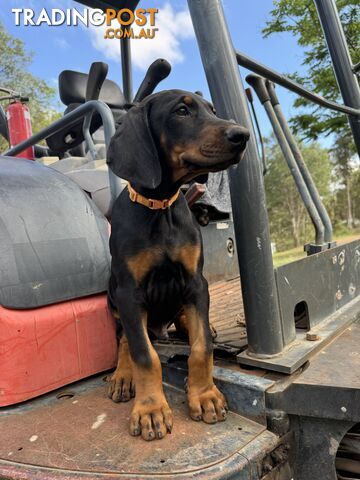 Pedigree European Dobermann Puppies