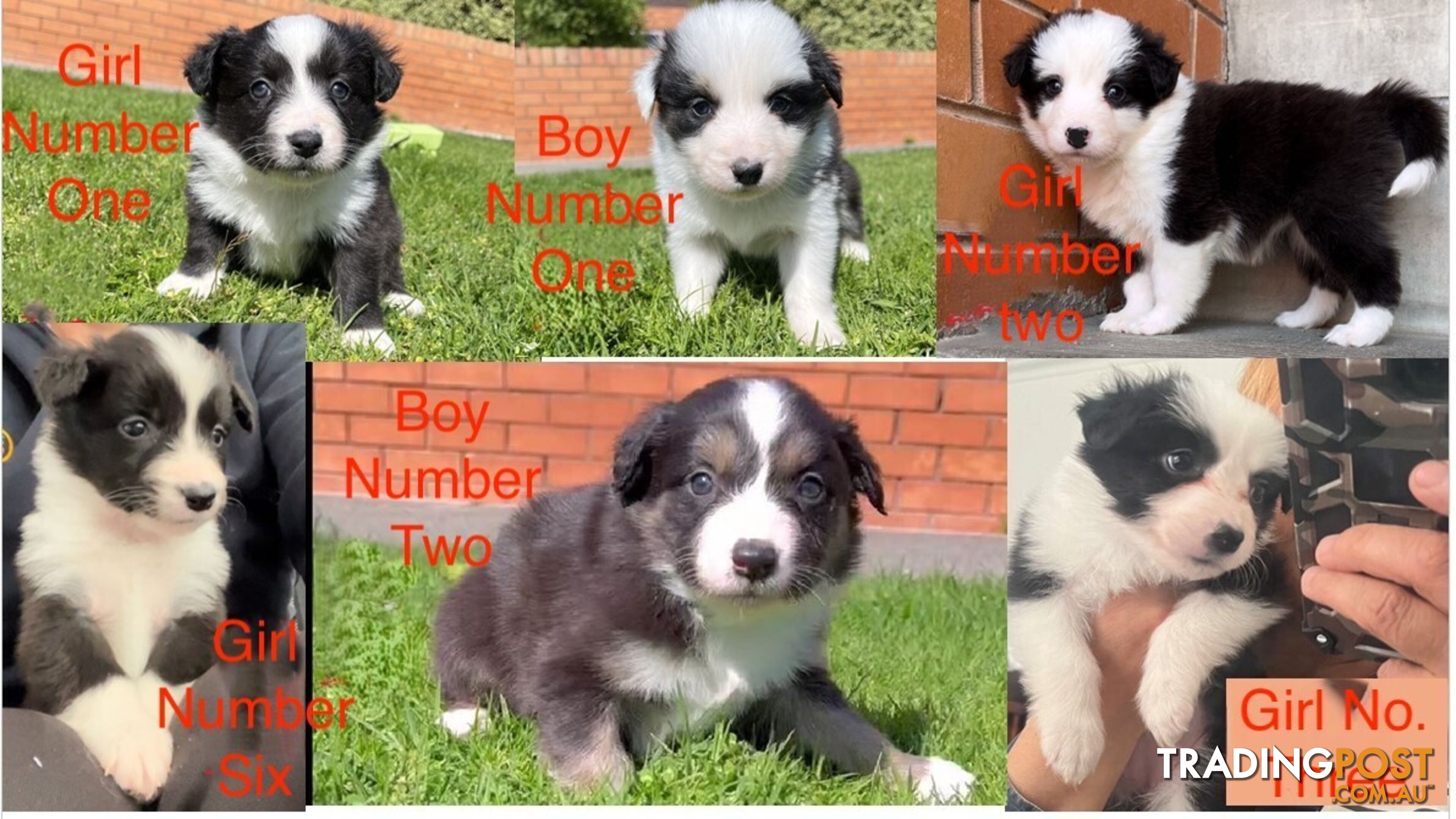 Tri-Colored Purebred Dual-Lineage Border Collie Puppies – Ready for Loving Homes!