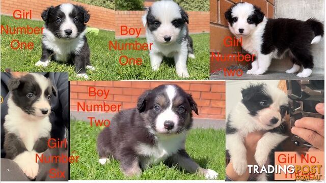 Tri-Colored Purebred Dual-Lineage Border Collie Puppies – Ready for Loving Homes!