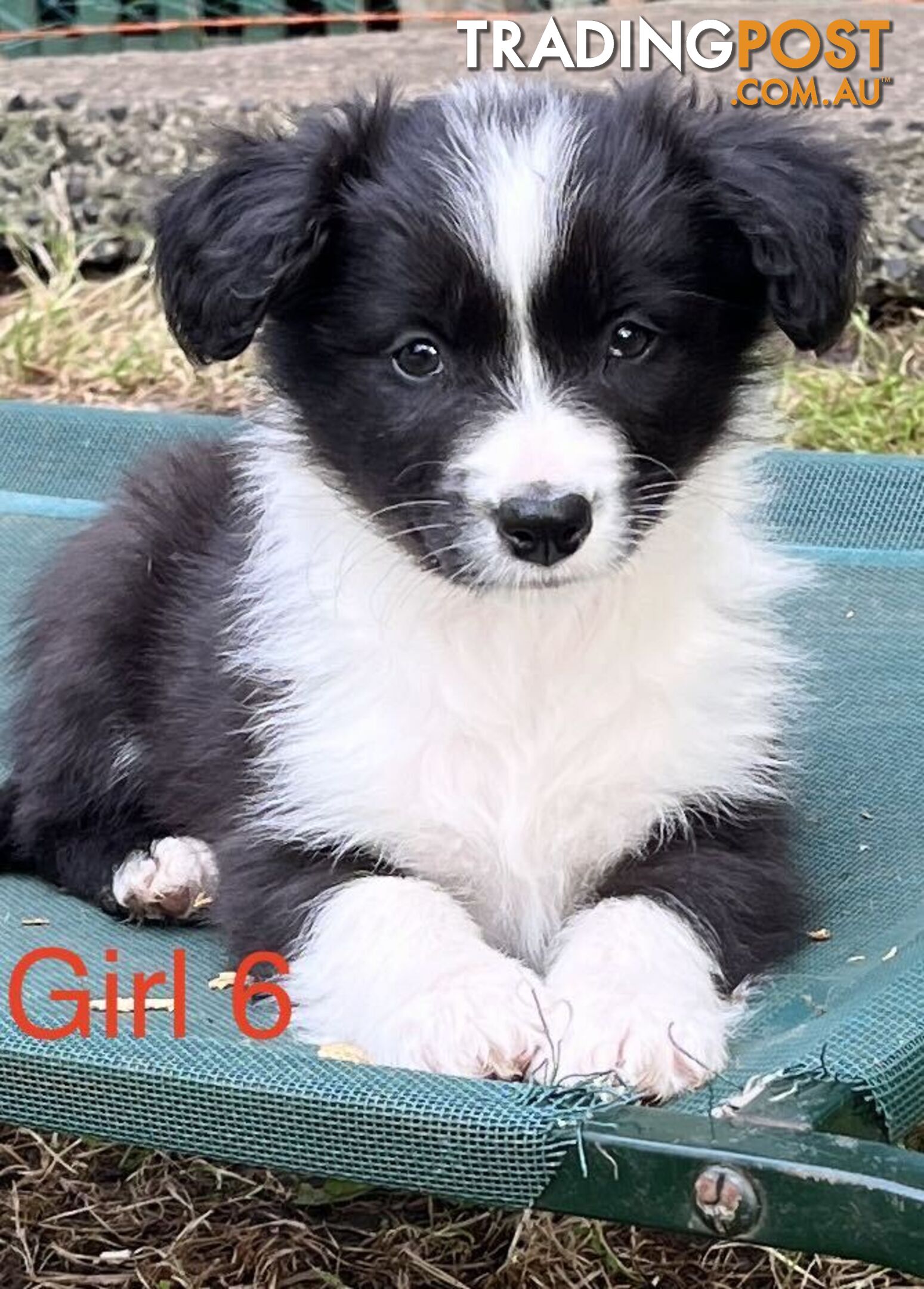 Tri-Colored Purebred Dual-Lineage Border Collie Puppies – Ready for Loving Homes!