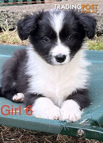 Tri-Colored Purebred Dual-Lineage Border Collie Puppies – Ready for Loving Homes!