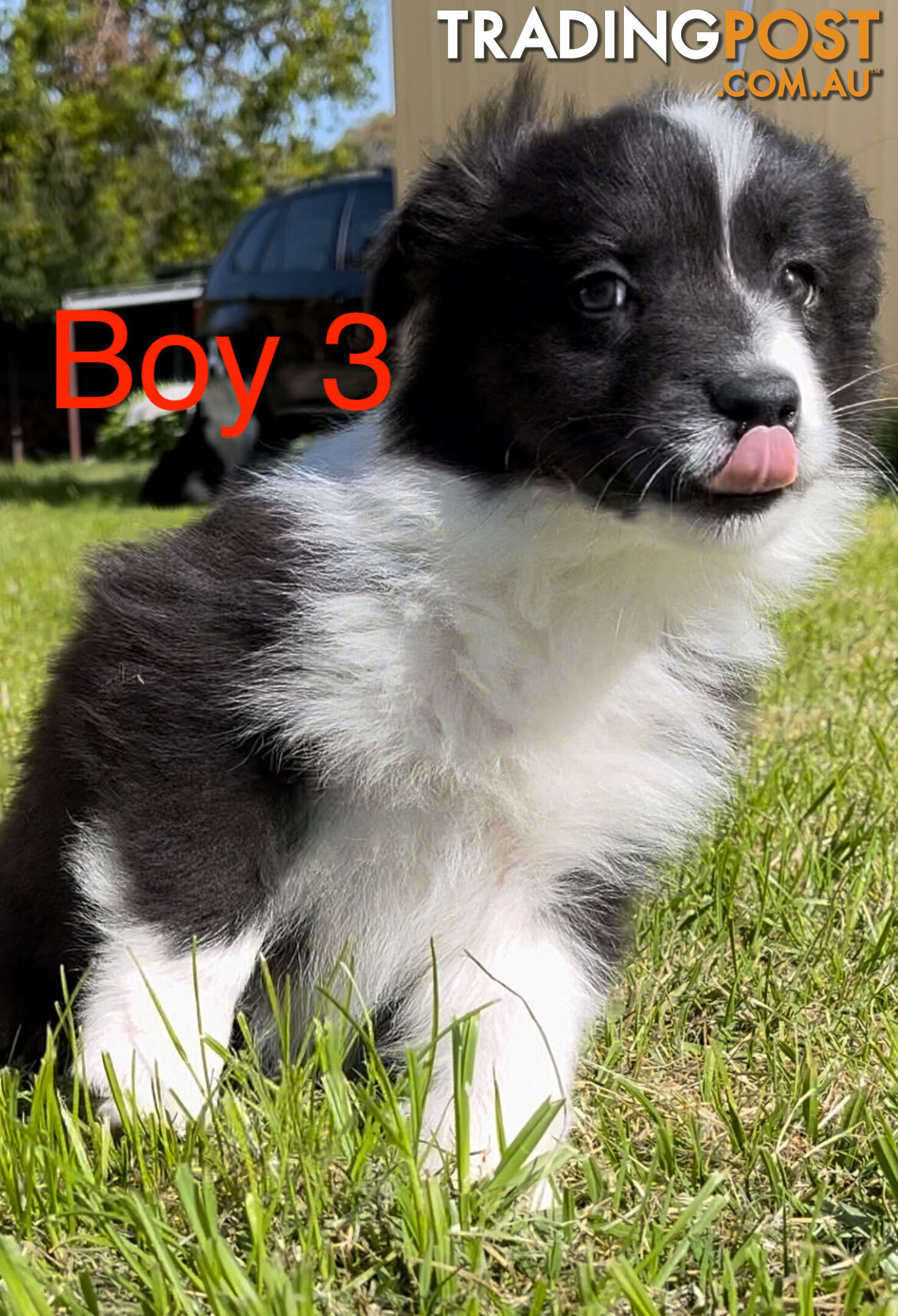 Tri-Colored Purebred Dual-Lineage Border Collie Puppies – Ready for Loving Homes!