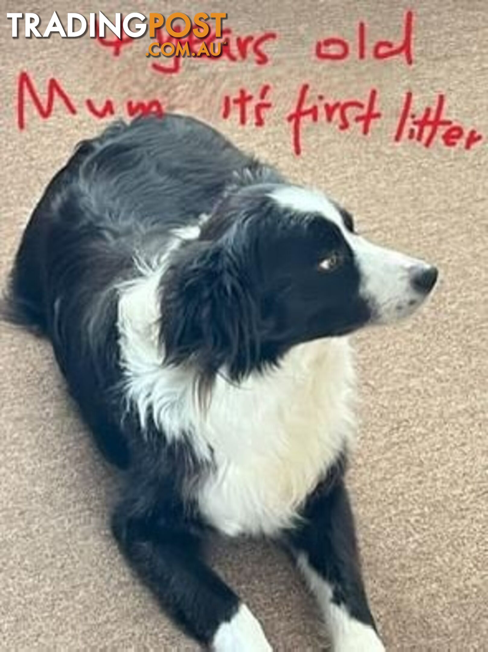 Tri-Colored Purebred Dual-Lineage Border Collie Puppies – Ready for Loving Homes!