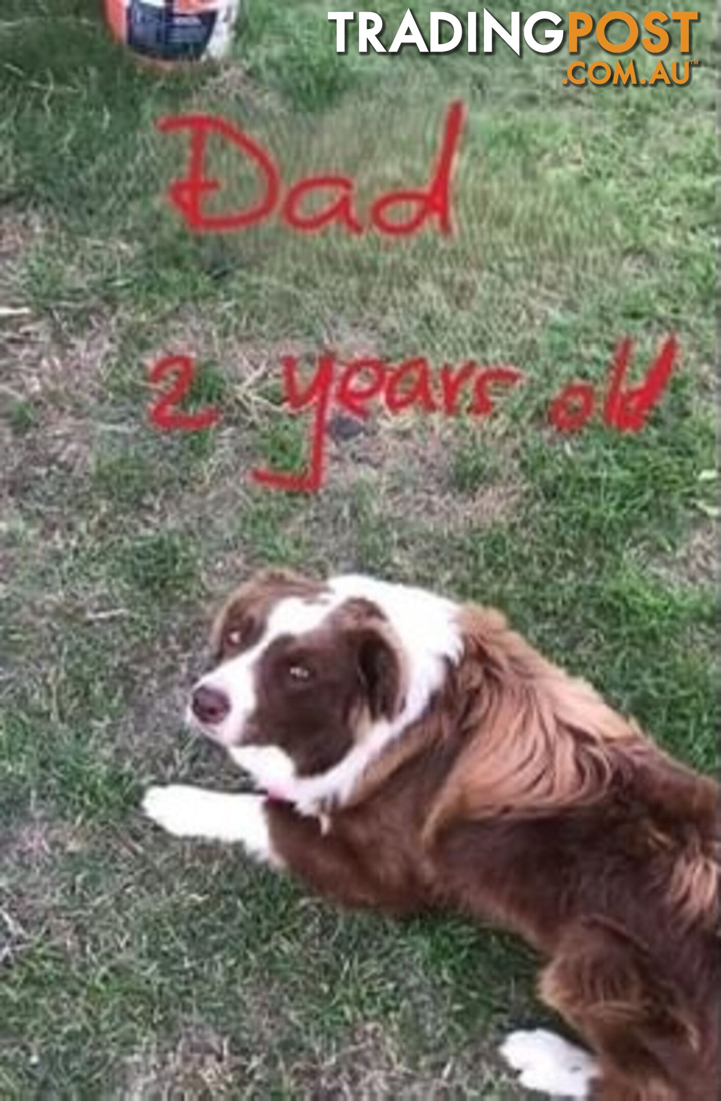 Tri-Colored Purebred Dual-Lineage Border Collie Puppies – Ready for Loving Homes!