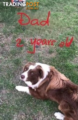 Tri-Colored Purebred Dual-Lineage Border Collie Puppies – Ready for Loving Homes!