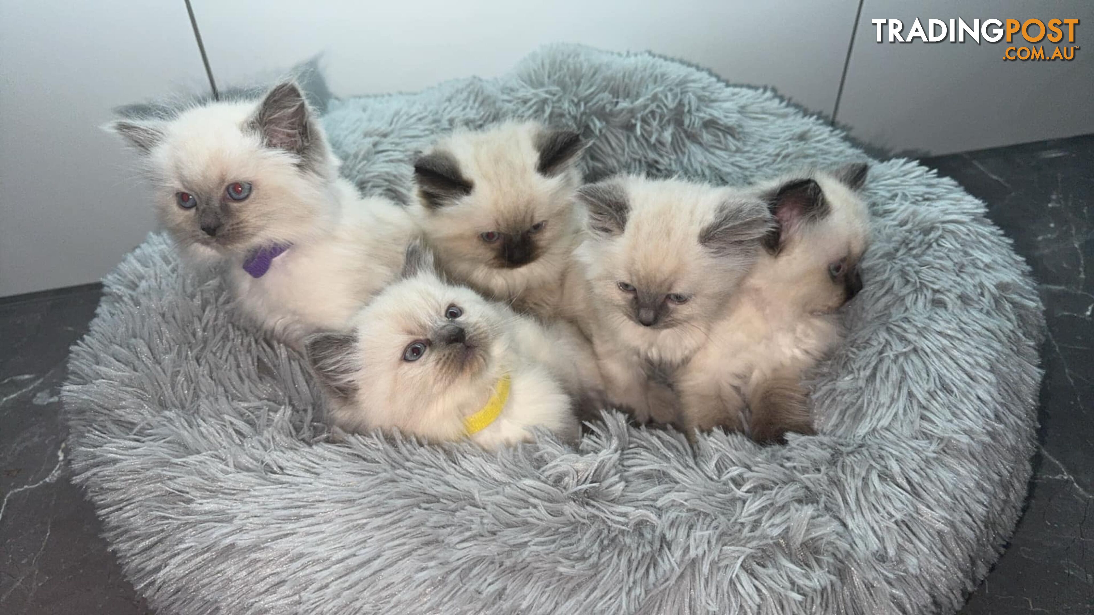 Ragdoll Kittens -DOB 28/08/2024