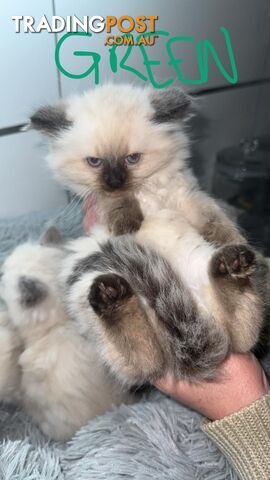 Ragdoll Kittens -DOB 28/08/2024