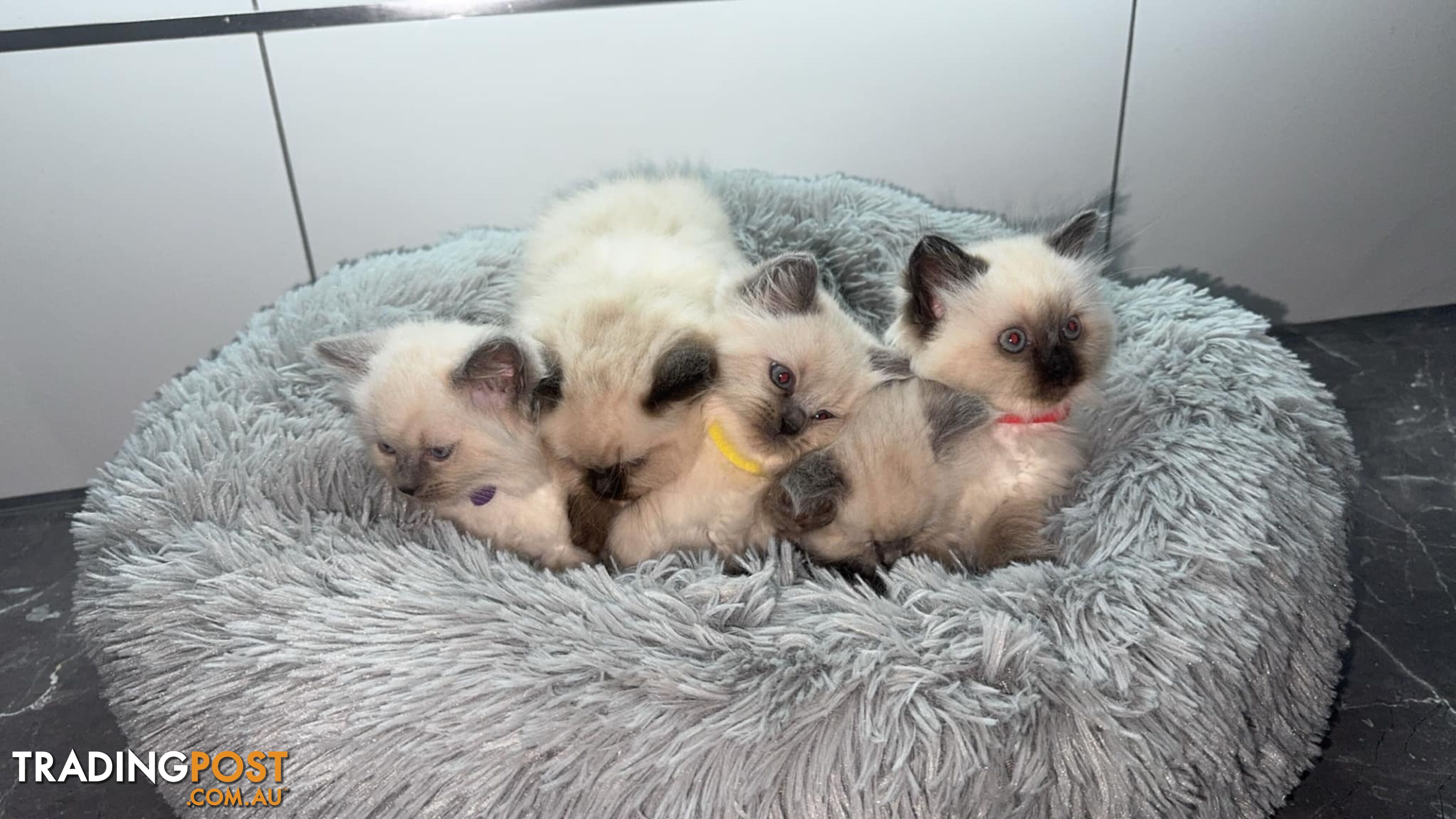 Ragdoll Kittens -DOB 28/08/2024