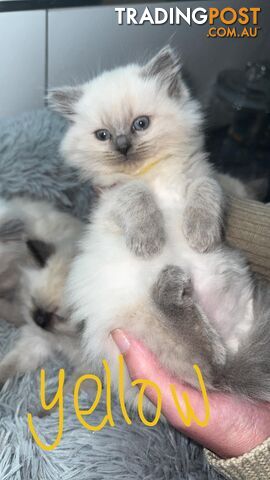 Ragdoll Kittens -DOB 28/08/2024