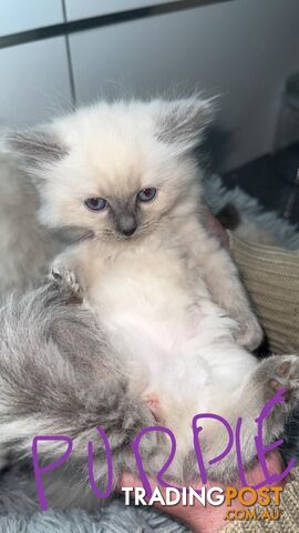 Ragdoll Kittens -DOB 28/08/2024