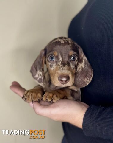 30 Dachshund Puppies in Australia