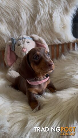 Purebred Mini Dachshund Puppies