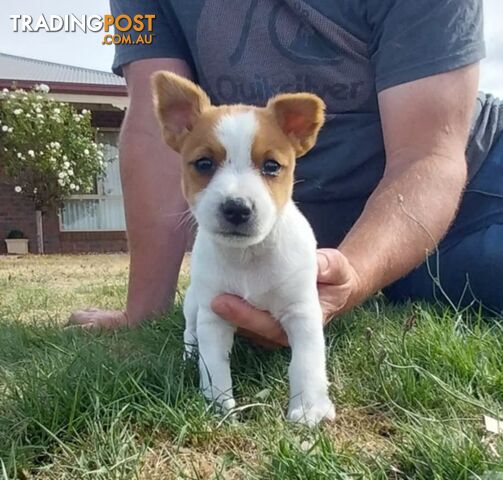 JACK RUSSELL PUPS