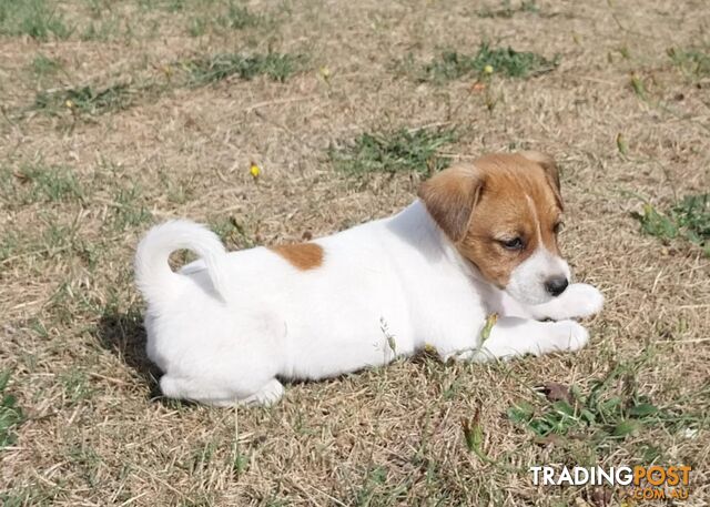 JACK RUSSELL PUPS