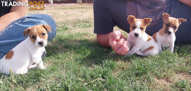 JACK RUSSELL PUPS