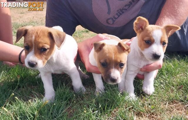 JACK RUSSELL PUPS