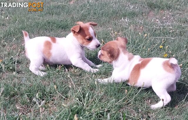 JACK RUSSELL PUPS