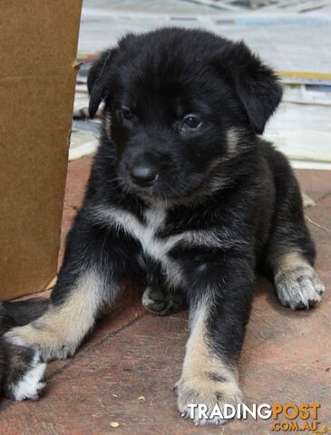 MACEDONIAN SHEPHERD X GERMAN SHEPHERD PUPPIES