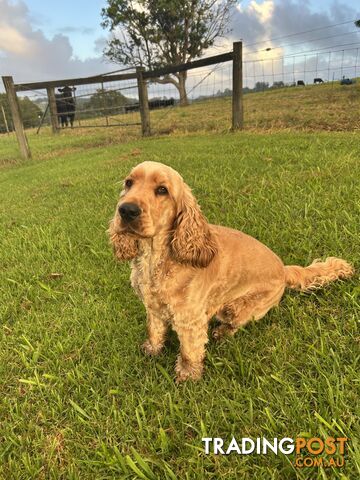 Cocker spaniel male