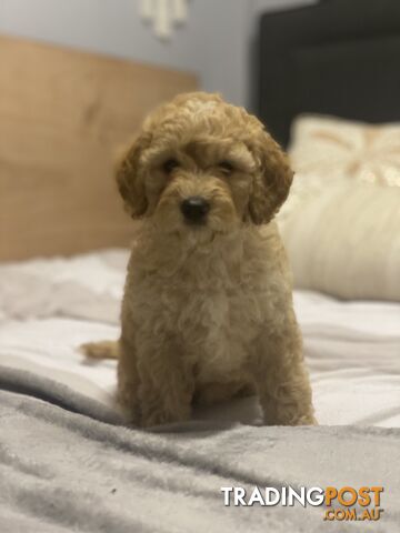 Toy Cavoodle f1b Puppies