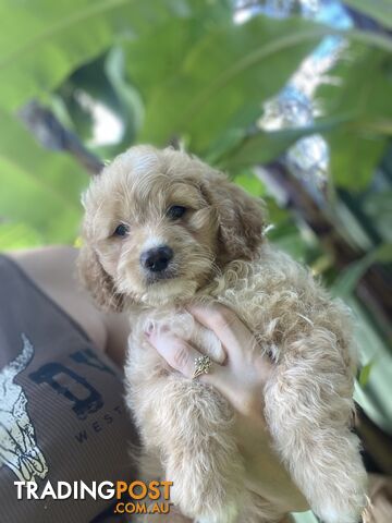 Toy Cavoodle f1b Puppies