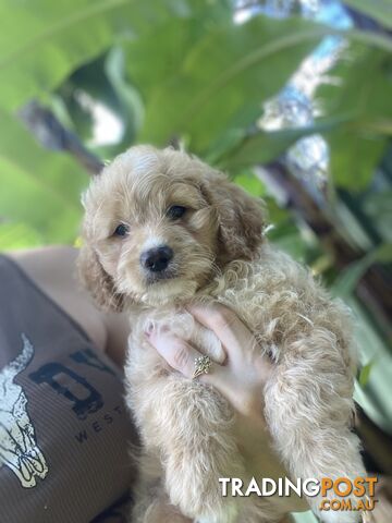 Toy Cavoodle f1b Puppies