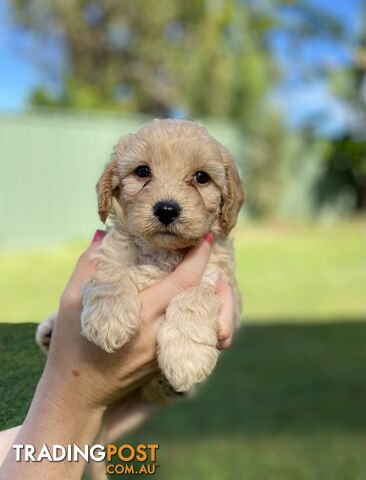 Toy Cavoodle f1b Puppies Ready in 2 weeks