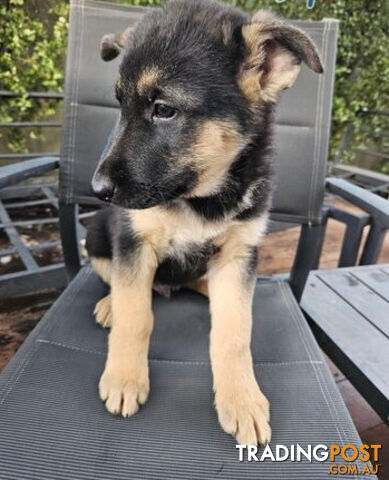 German Shepherd Pups