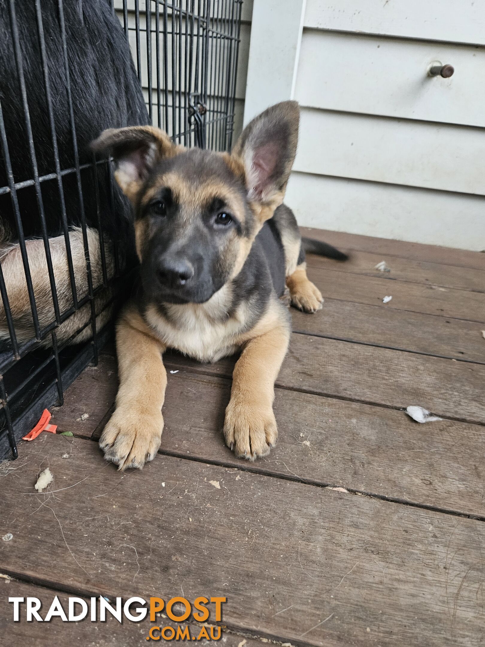 German Shepherd Pups