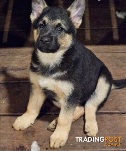 German Shepherd Pups