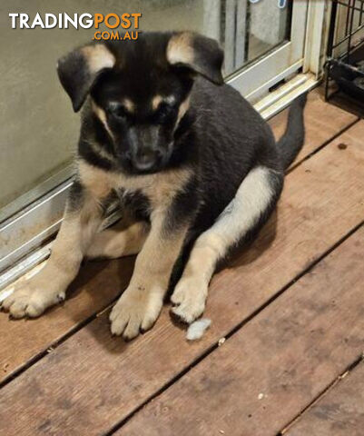 German Shepherd Pups