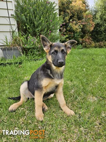 German Shepherd Pup