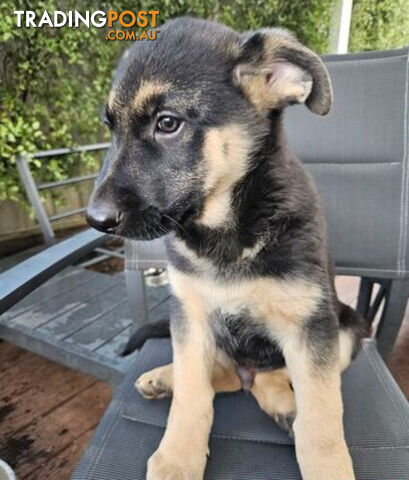 German Shepherd Pups