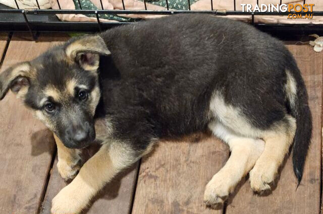 German Shepherd Pups