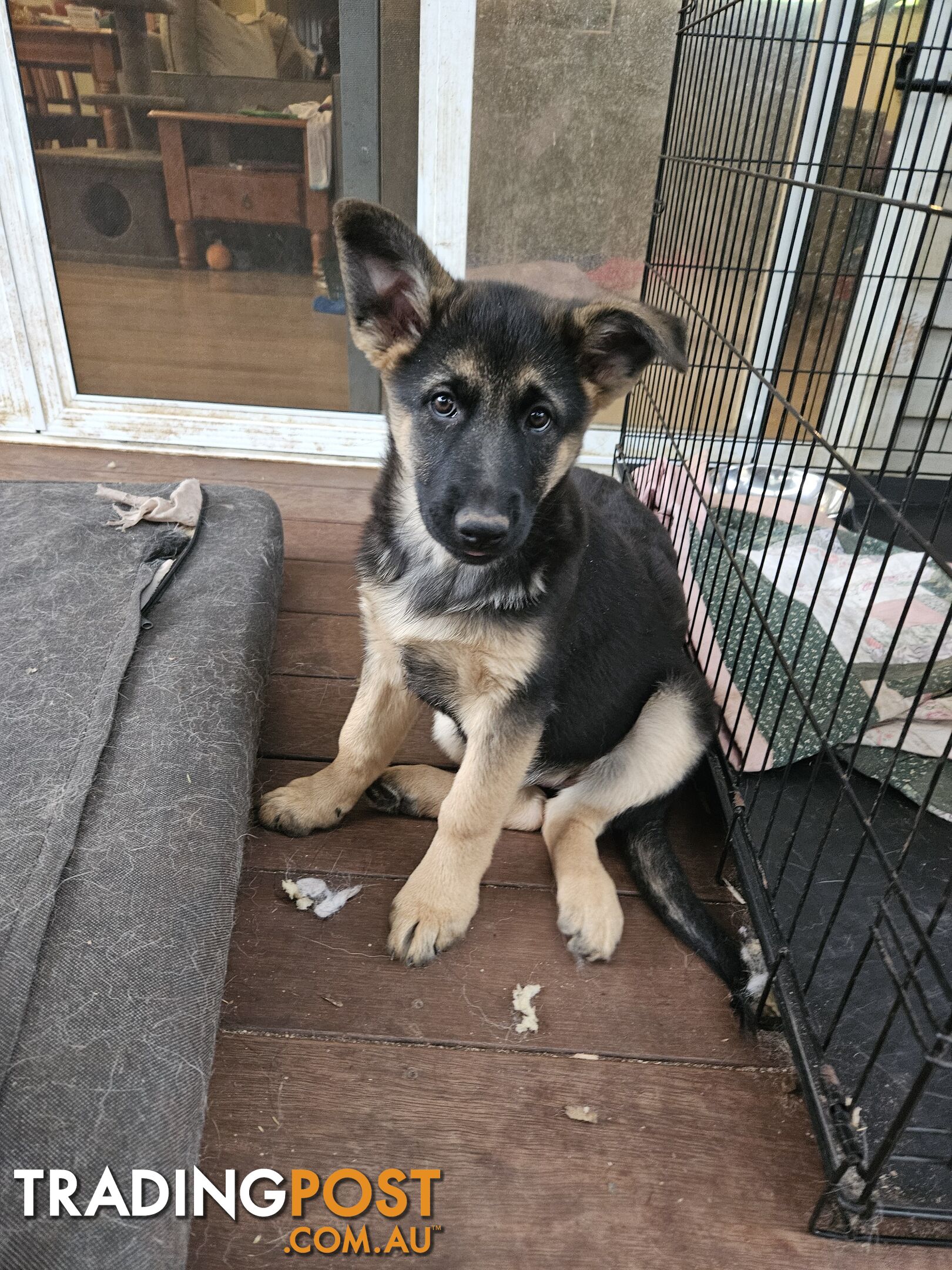 German Shepherd Pups