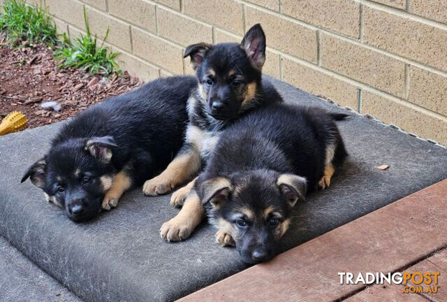 German Shepherd Pups