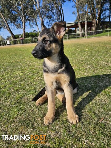 German Shepherd Pup