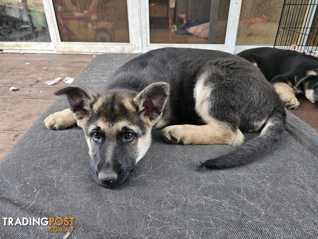 German Shepherd Pups