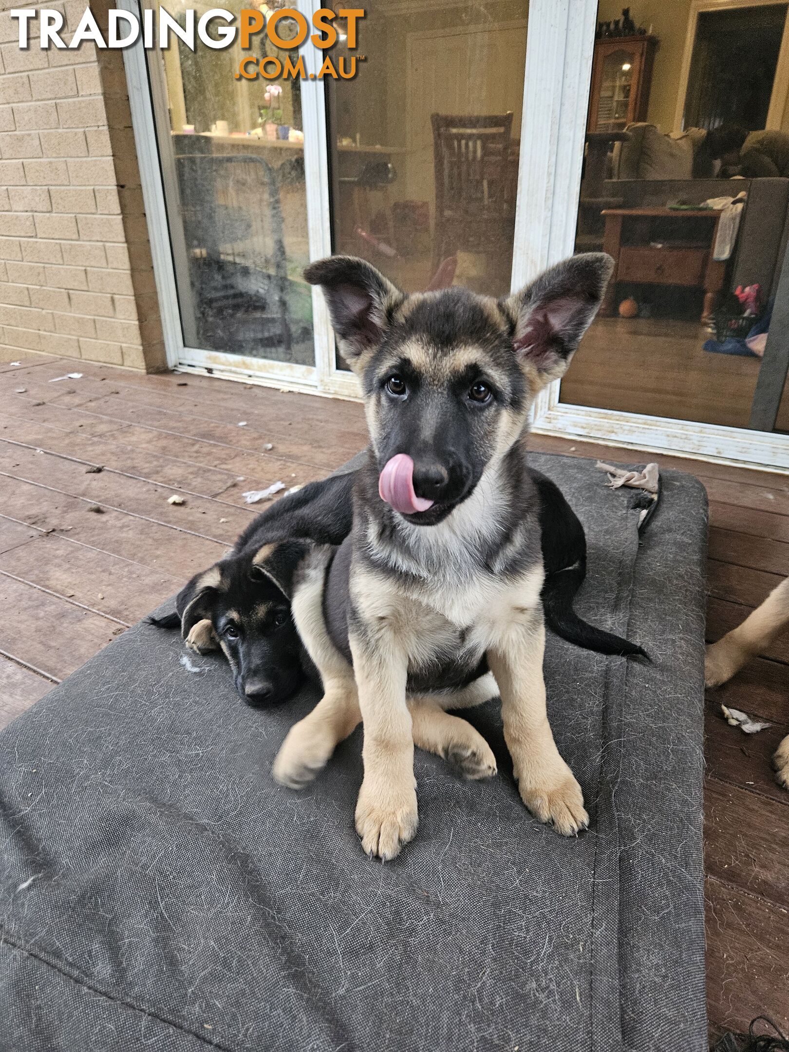 German Shepherd Pups