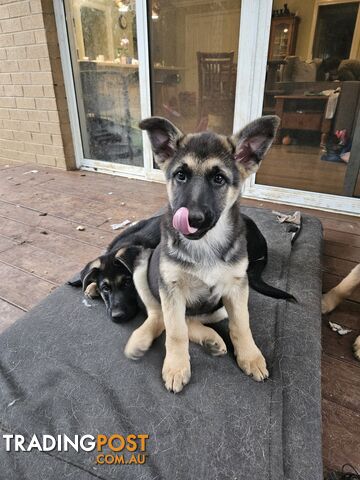 German Shepherd Pups