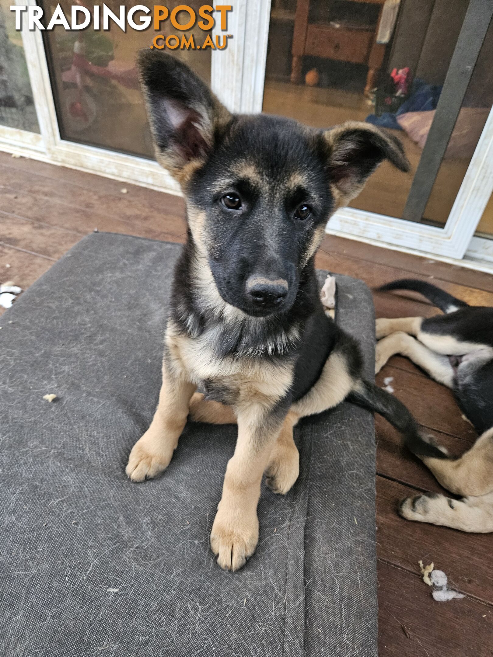 German Shepherd Pups