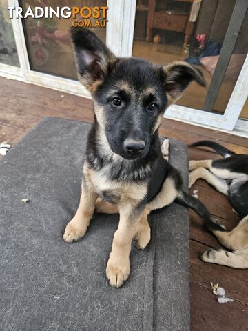 German Shepherd Pups