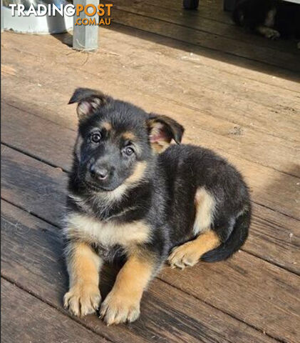 German Shepherd Pups