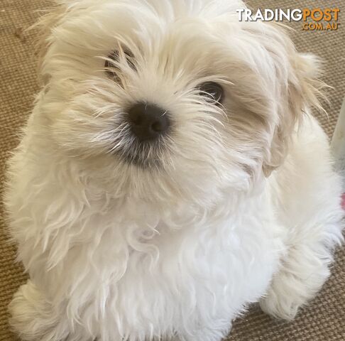Shih-Tzu x Maltese Puppies