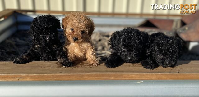 Curly Coated Cavoodles