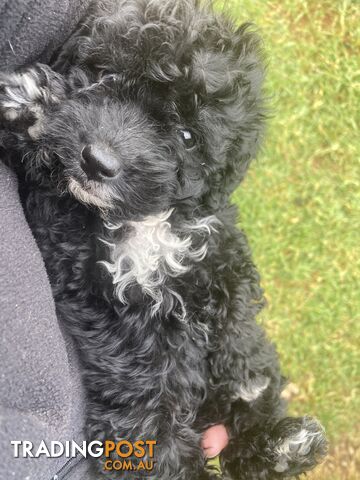 Curly Cavoodle Poodle 100% hypoallergenic