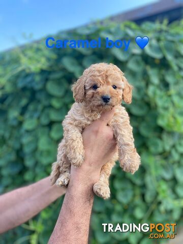 Curly Cavoodle Pups 100% hypoallergenic