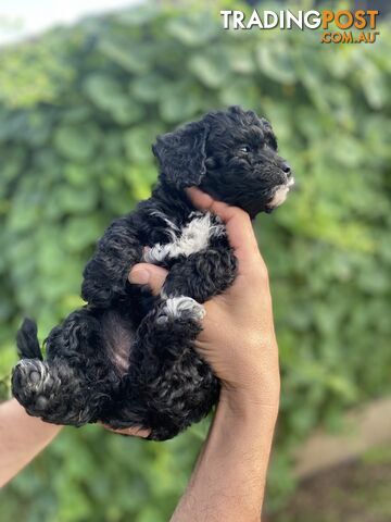 Curly Cavoodle Poodles 100% hypoallergenic
