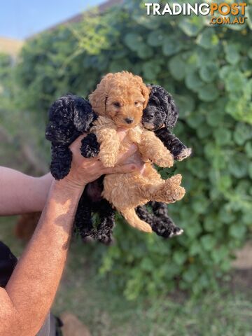 Curly Cavoodle Pups 100% hypoallergenic